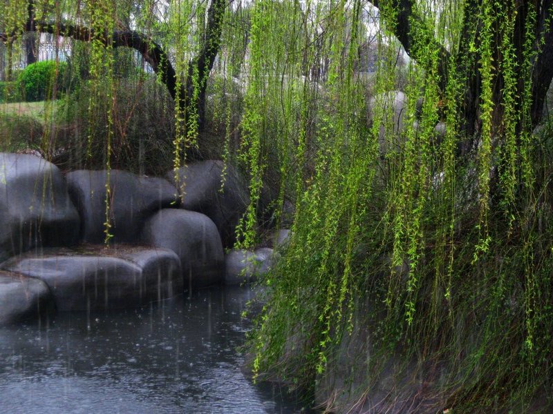 春天的雨 摄影 丰雨