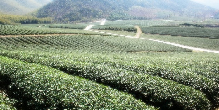 茶园春色 摄影 老朽木