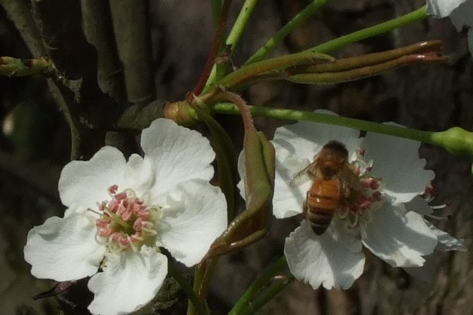 采蜜 摄影 渣打