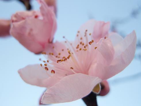 桃花 摄影 琳茜莹