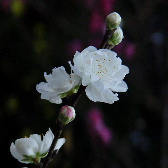 花 摄影 勇蔚