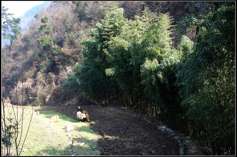 春耕忙 摄影 冷香茶