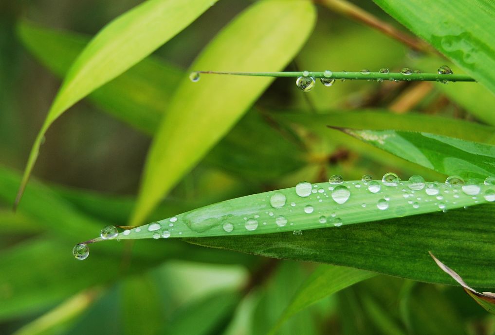 雨后 摄影 我欢喜