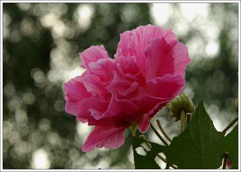 芙蓉花 摄影 金边