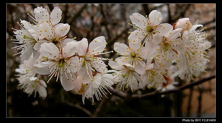 桃花 摄影 枫叶情