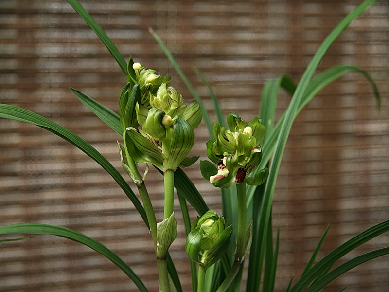 春剑奇花 摄影 勤学