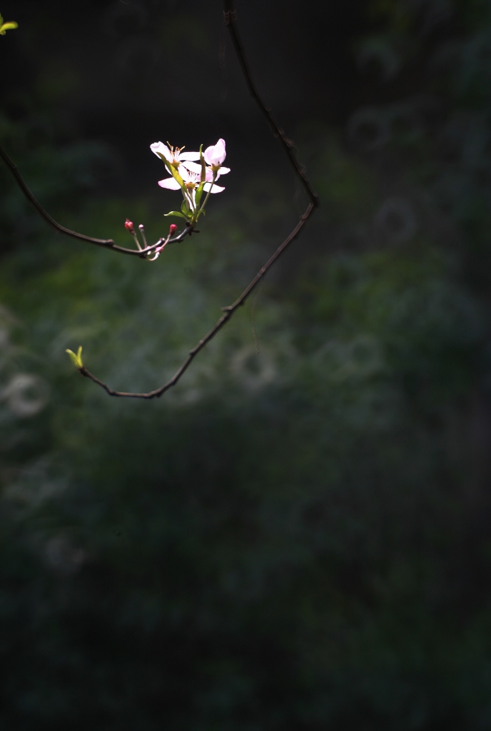 花。枝 摄影 天地沙欧