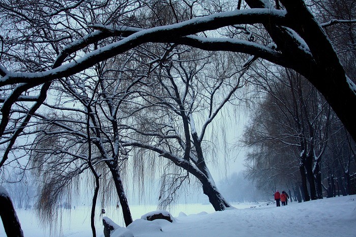 飘雪 摄影 小河鱼