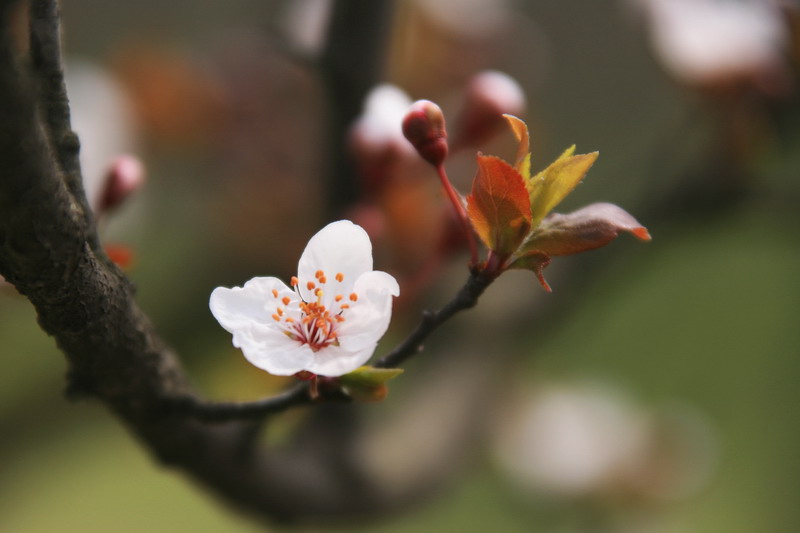 一花独放 摄影 新学生