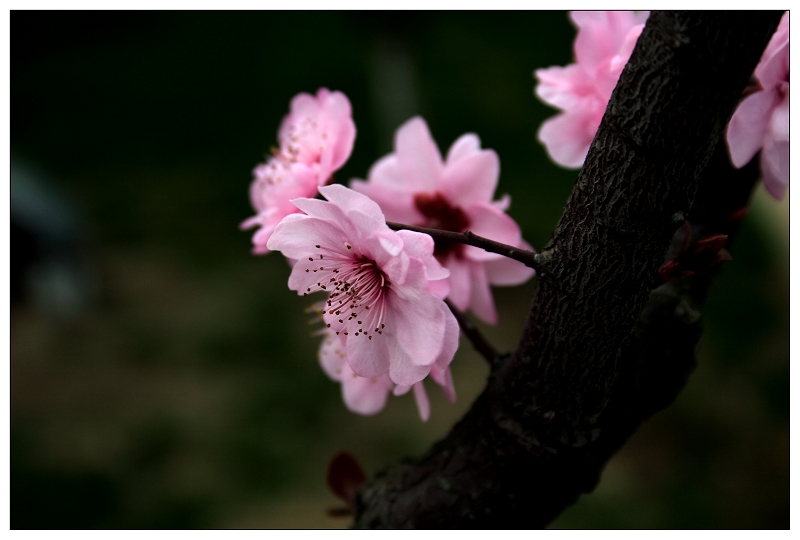 桃花 摄影 尘缘客