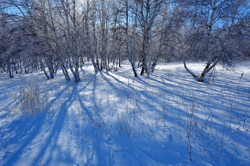 林海雪原 摄影 拂锺无声