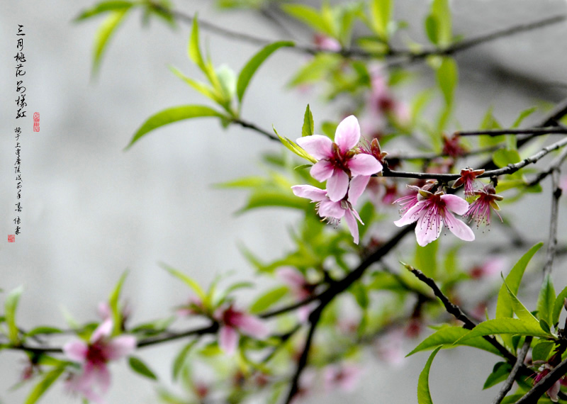 三月桃花别样红 摄影 林雨