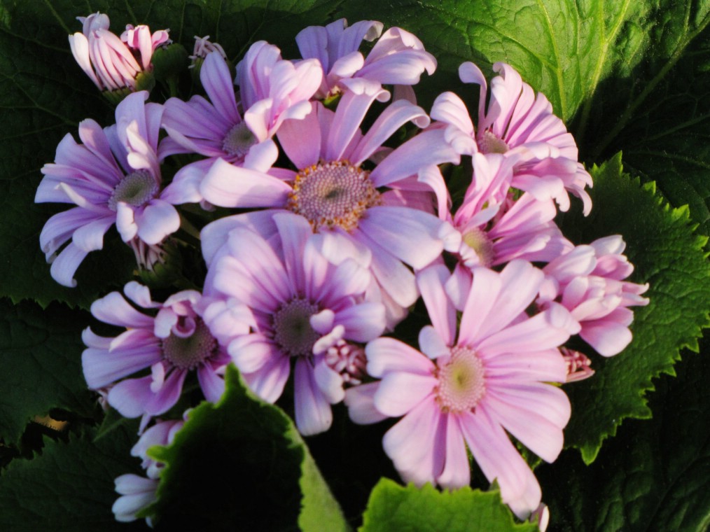 菊花 摄影 霓虹