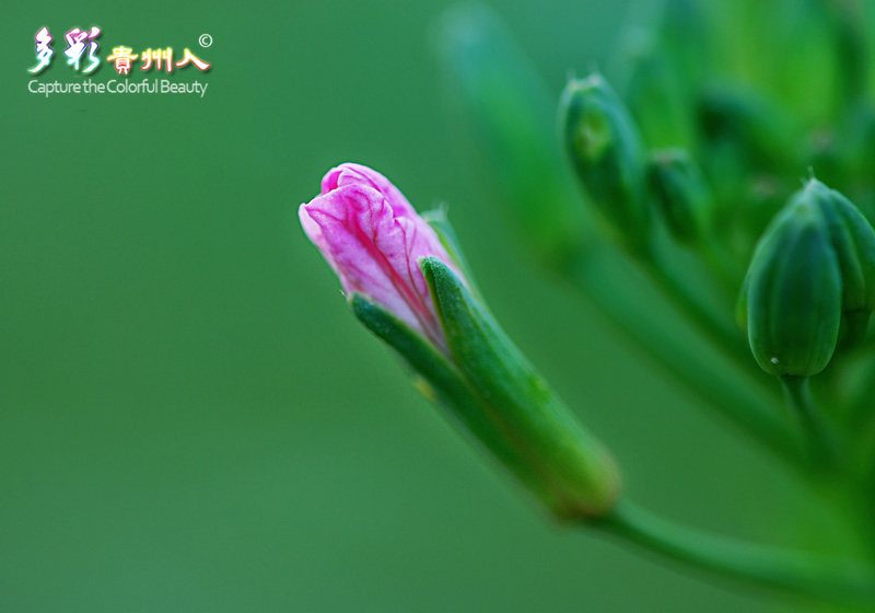 菜花 摄影 多彩贵州人