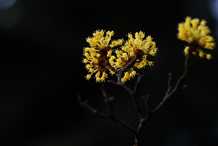 春暖花开 摄影 光荣与梦想