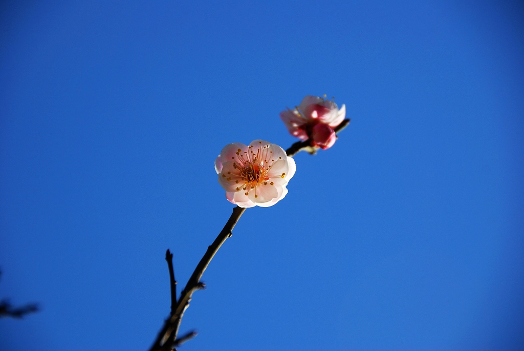 一枝独秀 摄影 政务