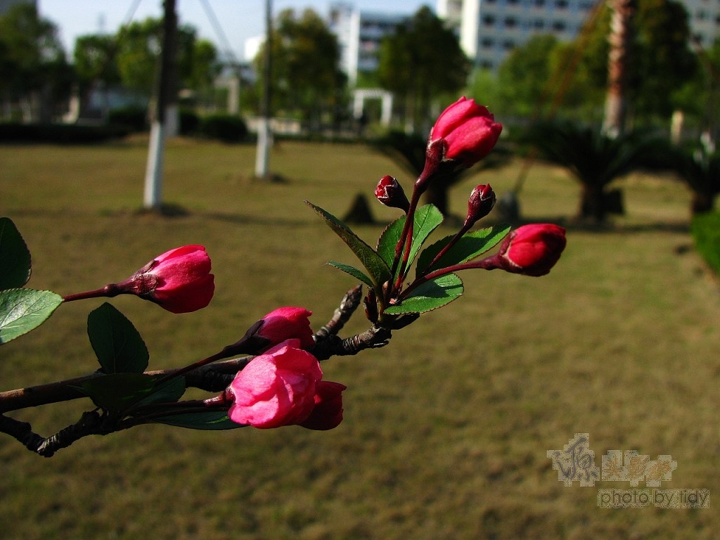 花蕾 摄影 源头活水