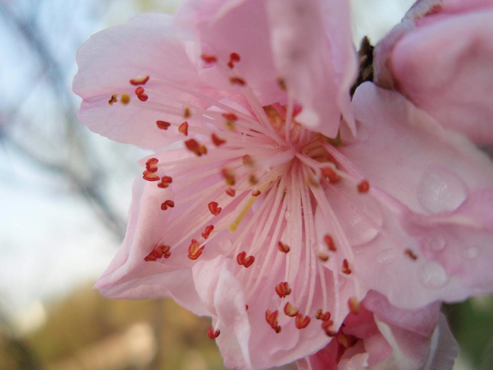 桃花 摄影 琳茜莹