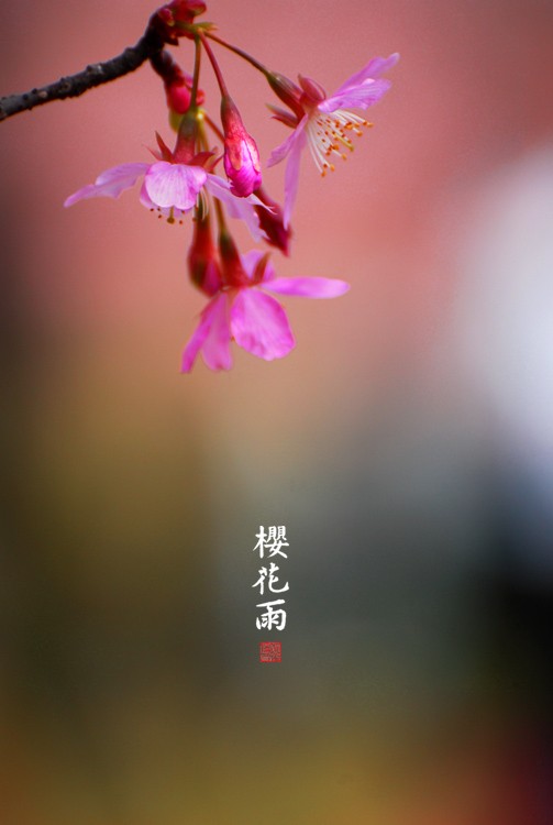 樱花雨 摄影 海浪子