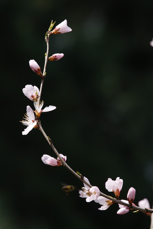 山桃花 摄影 顺然