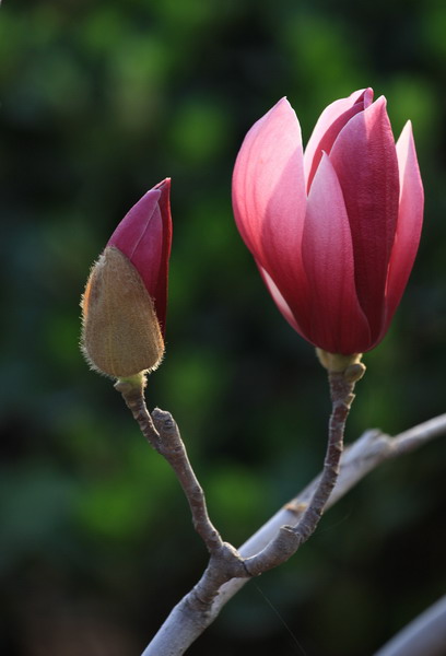 玉兰花 摄影 洛神