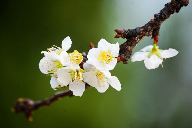 李子花 摄影 踏雪寻梅zps