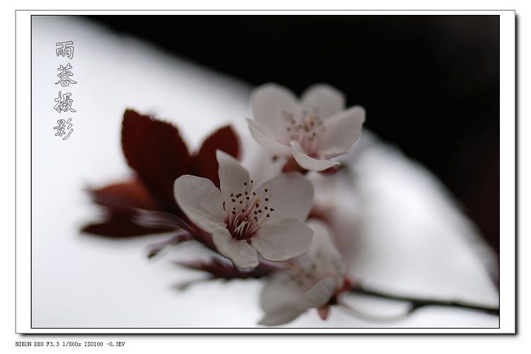 红叶李 摄影 雨蓉