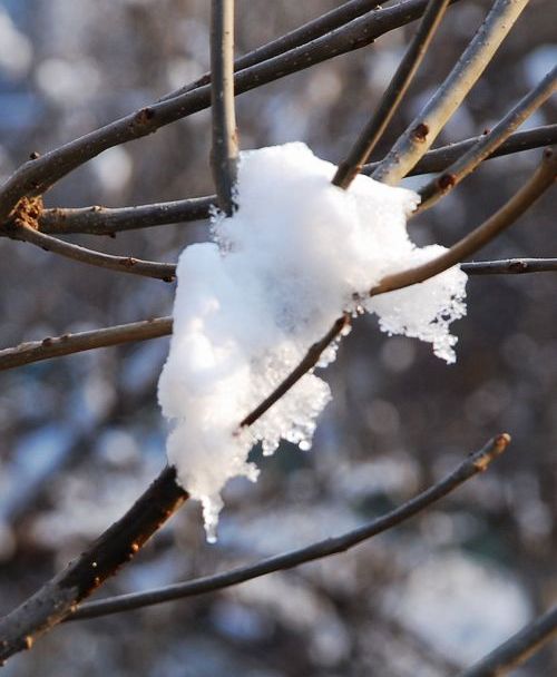 雪挂枝头 摄影 leezongke