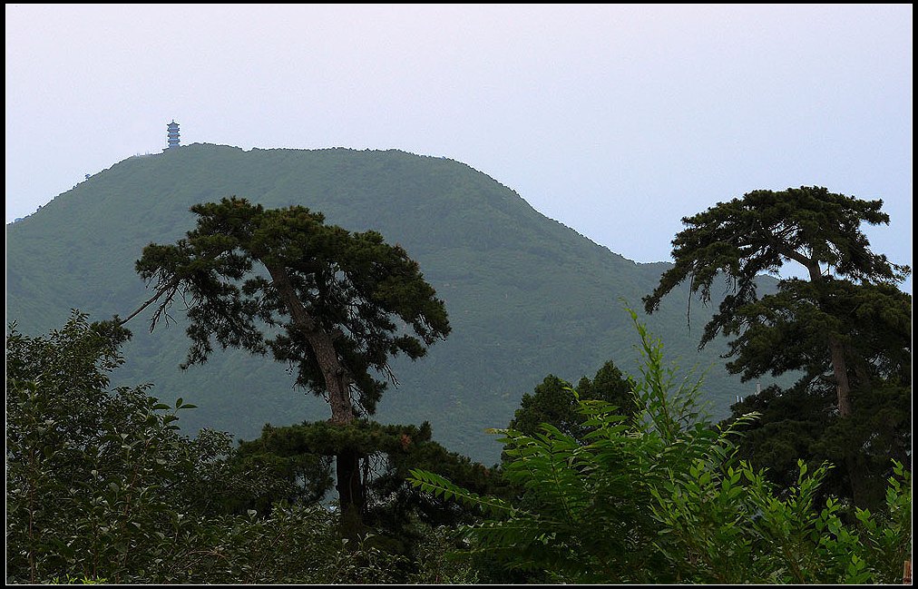 苍山劲松 摄影 涛声68