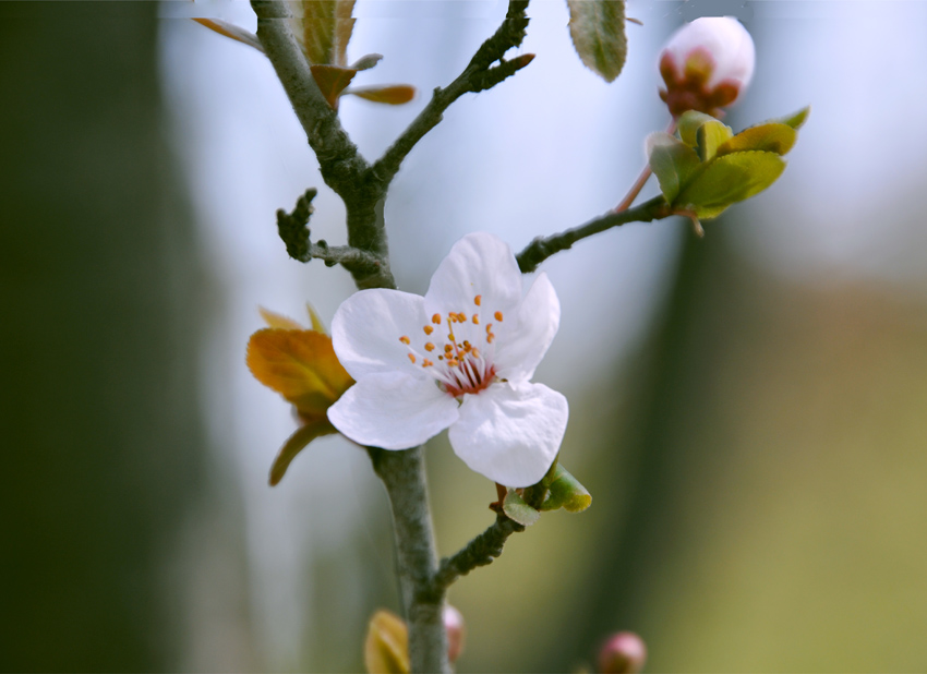 紫李花　 摄影 若木