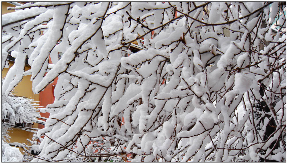 春分时节----乌鲁木齐3月20日雪后 摄影 伤心雪季