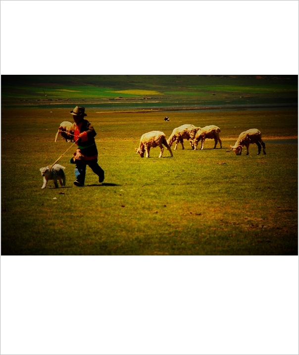 牧羊少年 摄影 越女茶