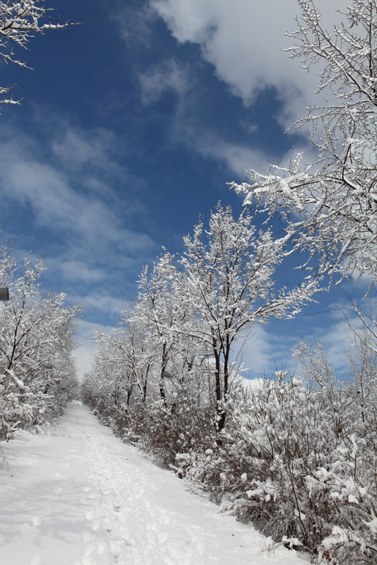 最后一场大雪 摄影 红牛1