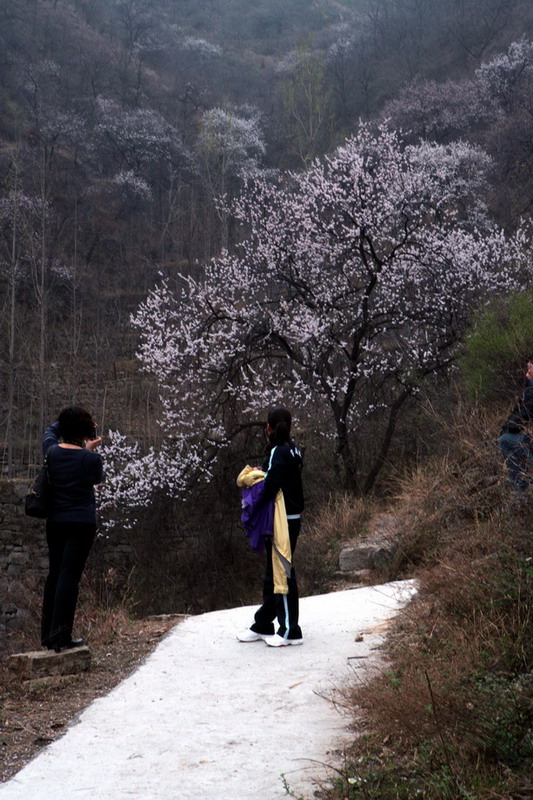 杏花盛开的地方 摄影 山谷听风