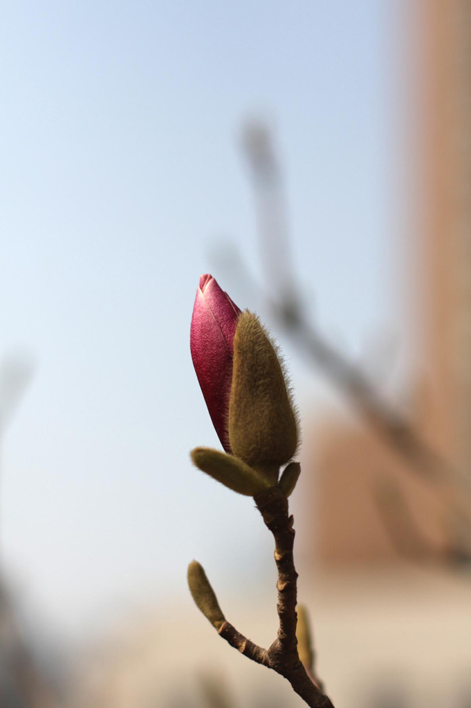 孕育芳香 摄影 云鹄游天