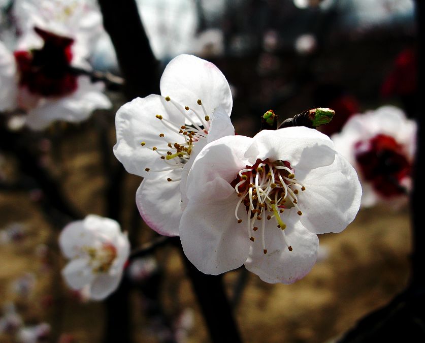 杏花 摄影 明月_入怀