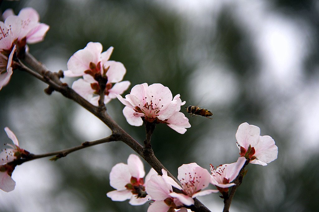 蜂儿 摄影 小含子