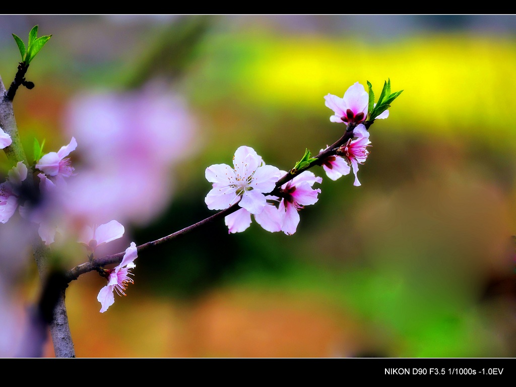 又见桃花红 摄影 采菊东篱