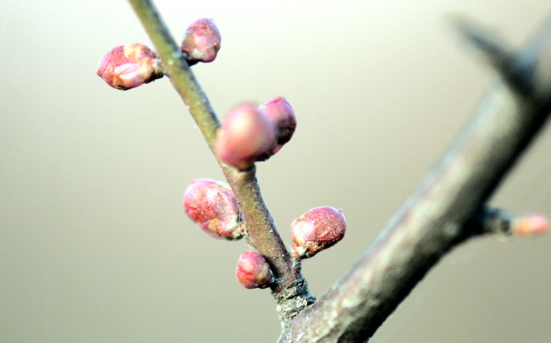 春芽 摄影 东皋朝霞