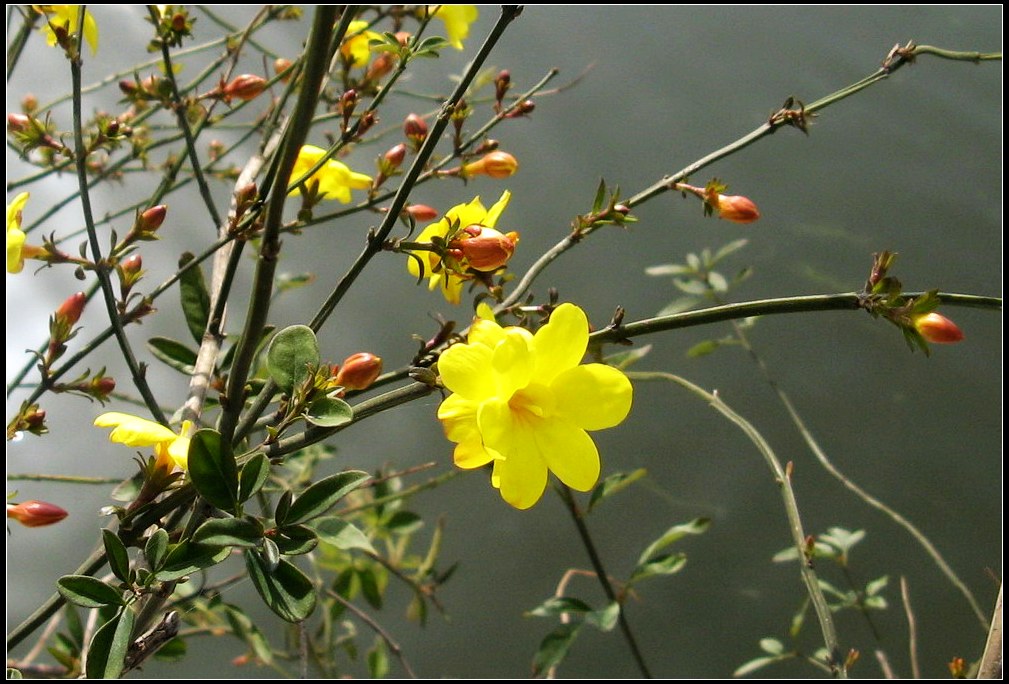 春暖花开喜迎春 摄影 华绿