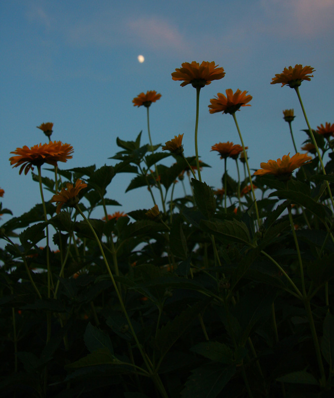 野菊月夜 摄影 虾摄