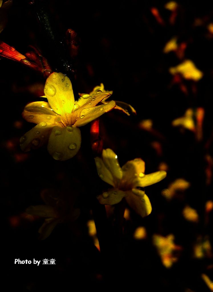 迎春花 摄影 风雨悠然