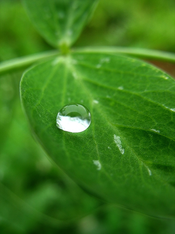 雨后露珠 摄影 南吹的风