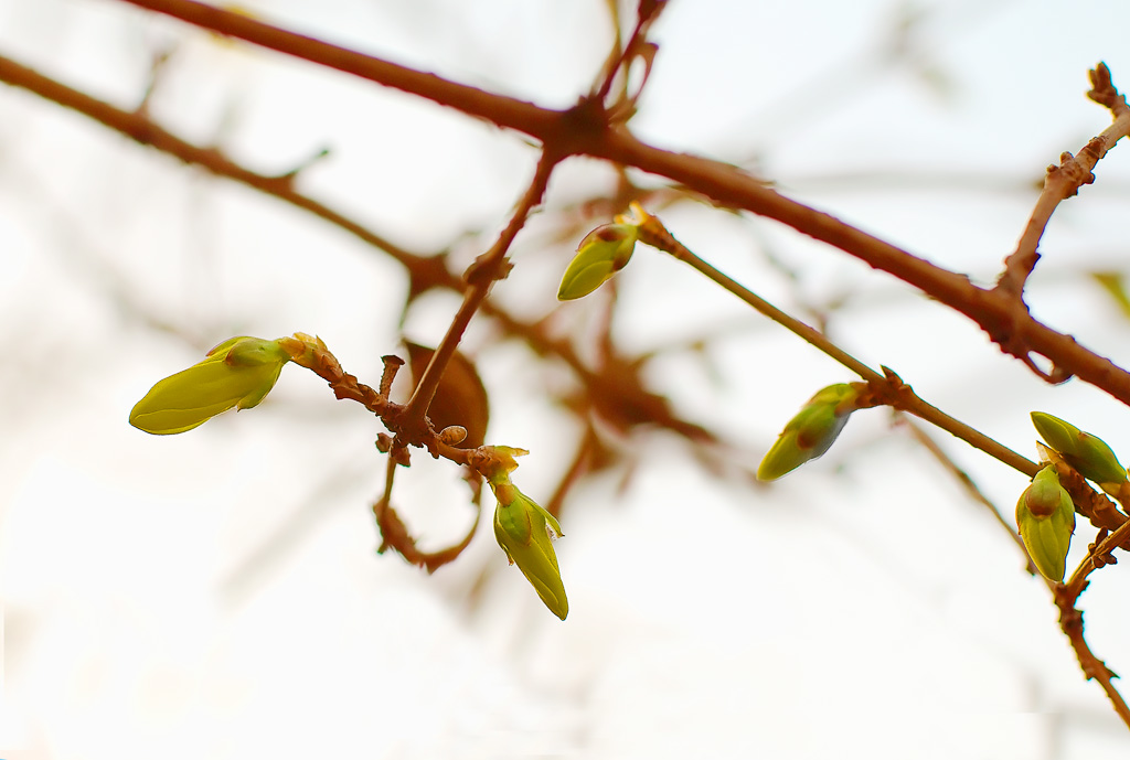 花芽 摄影 苗思