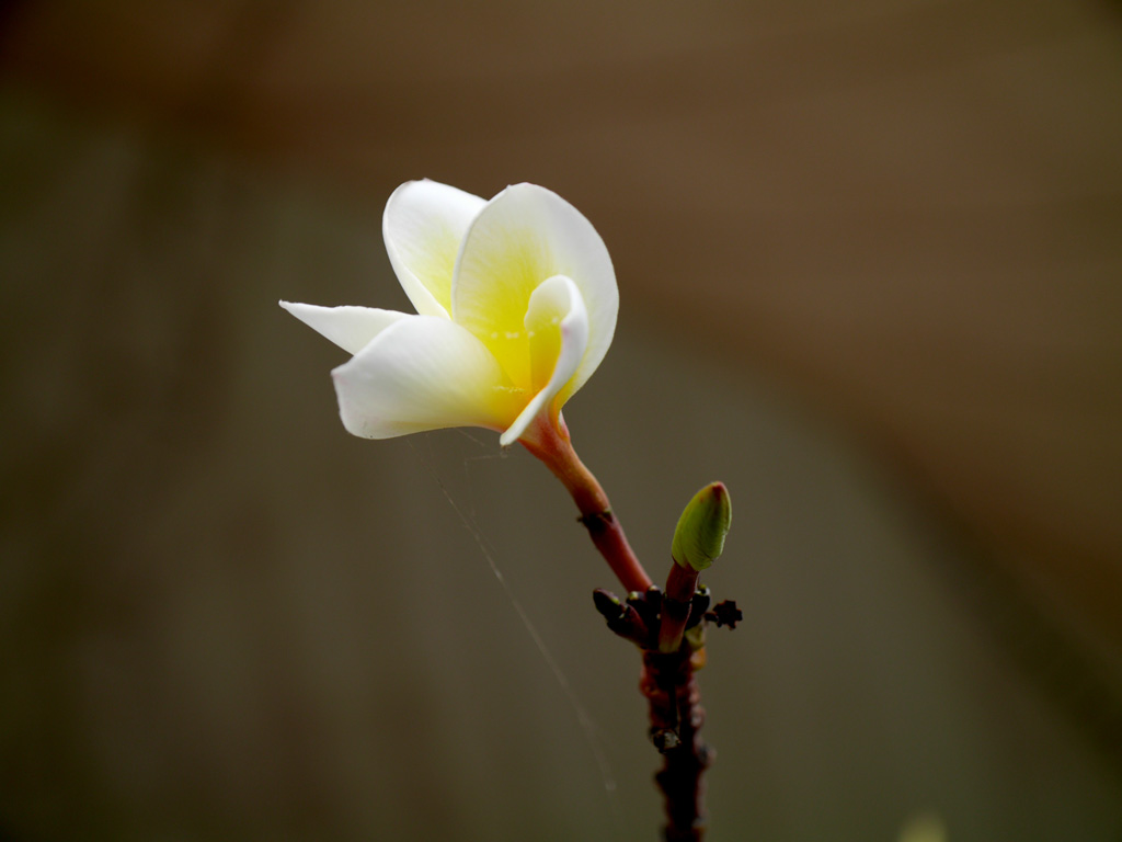 小小鸡蛋花 摄影 今日云山