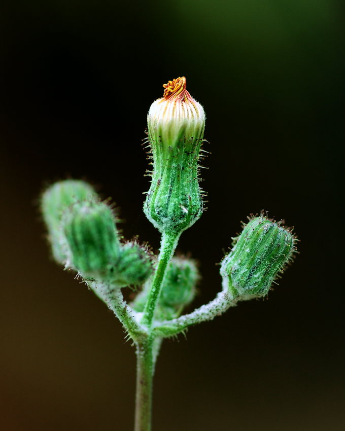 《小花苞》 摄影 佛手