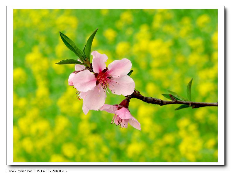 朵朵桃花开 摄影 HUAWEI