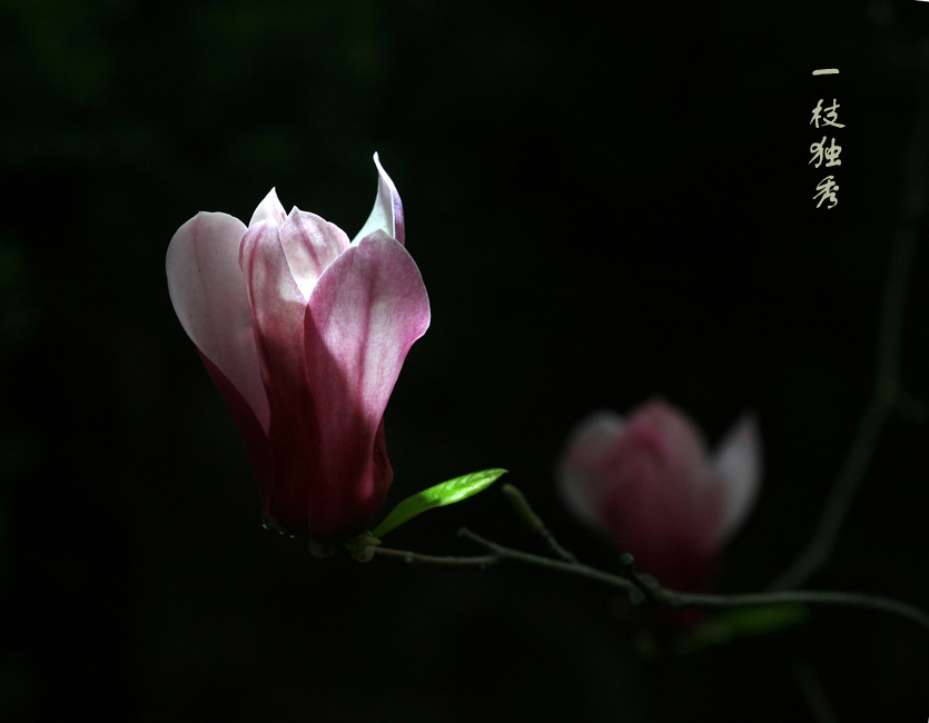 一枝独秀 摄影 桃源居士