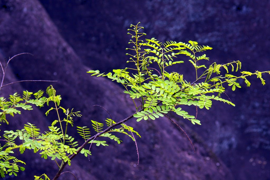 山涧小树 摄影 小含子