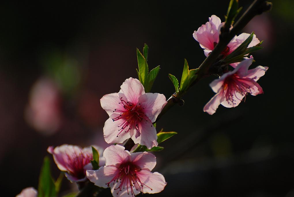 桃花风韵 摄影 新蝶恋花